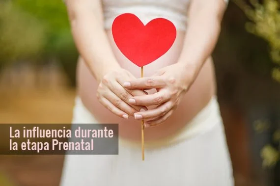 La influencia durante la etapa Prenatal